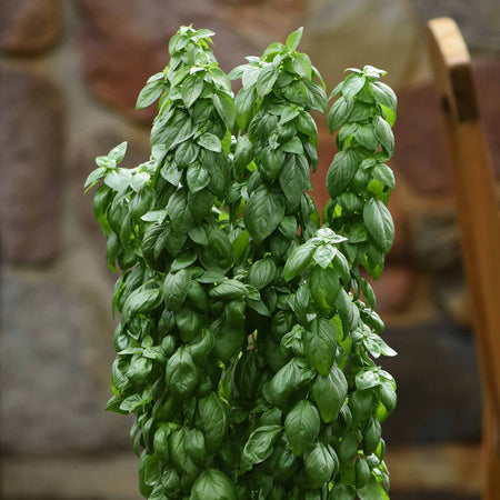 Basil Seeds 'Everleaf Emerald Towers'