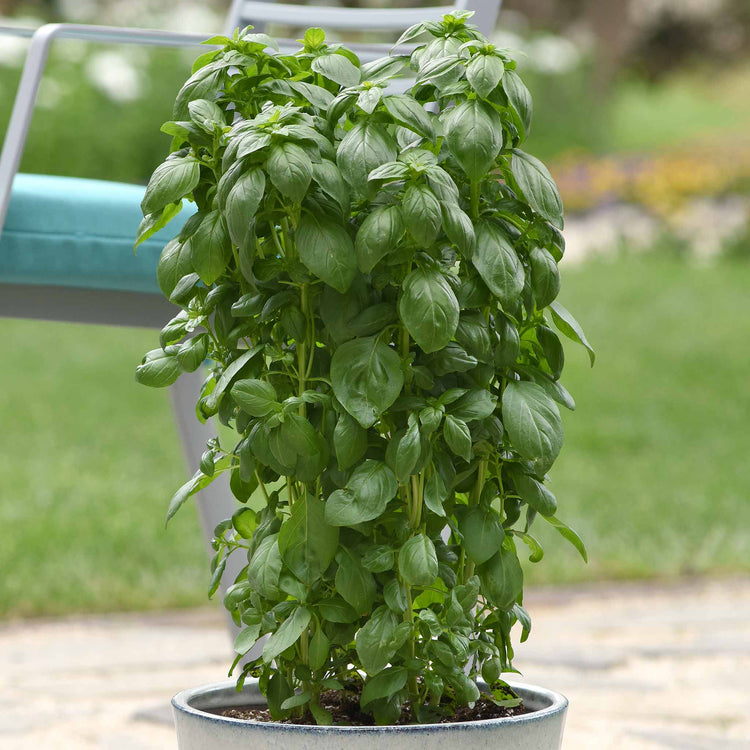 Basil Seeds 'Everleaf Emerald Towers'