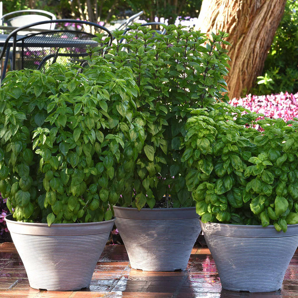 Basil Seeds 'Everleaf Emerald Towers'