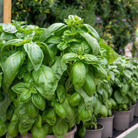 Basil Plant 'Everleaf Emerald Towers'