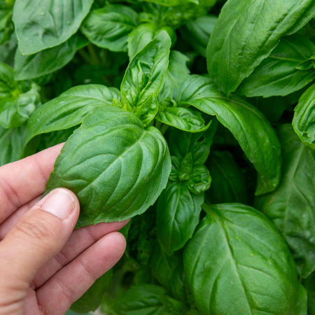 Basil Seeds 'Everleaf Emerald Towers'