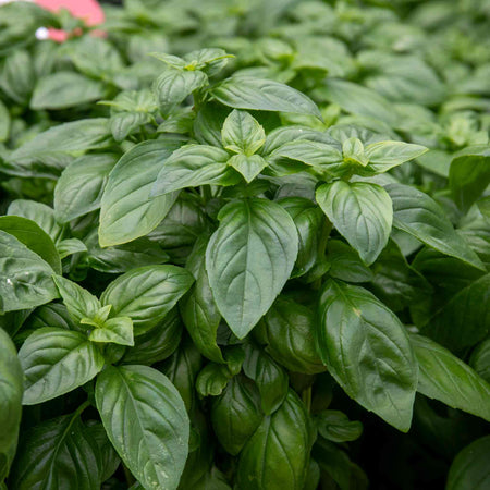 Basil Seeds 'Everleaf Emerald Towers'