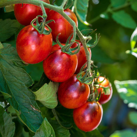 Cordon Tomato Plant 'Black Moon'