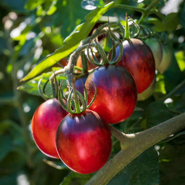 Cordon Tomato Plant 'Black Moon'