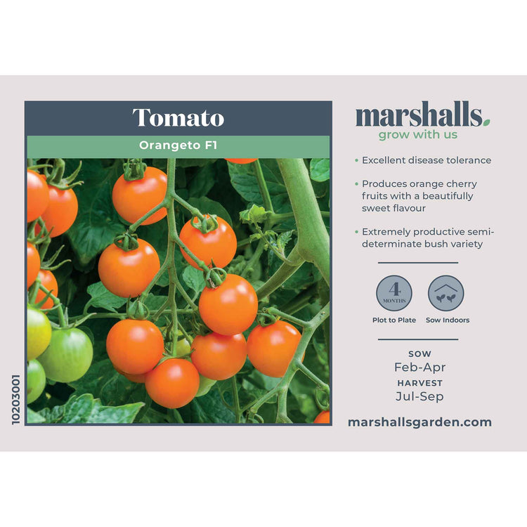 Tomato Seeds 'Orangeto'