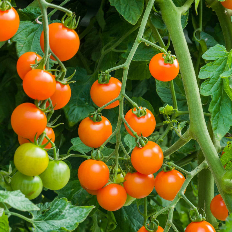 Bush Tomato Plant 'Orangeto'