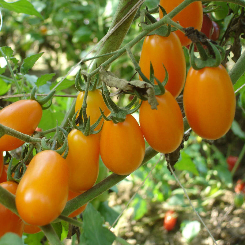 Tomato Seeds 'Lizziebell'