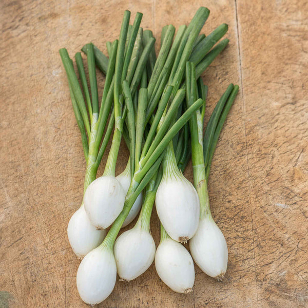 Onion Seeds 'White Star'