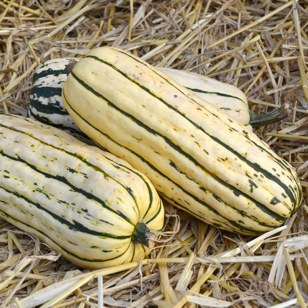 Squash Seeds 'Bush Delicata'