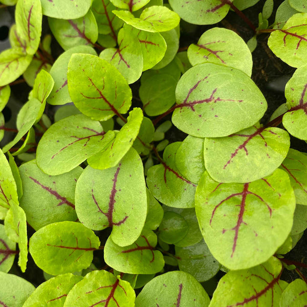 Sorrel Seeds 'Red Veined'