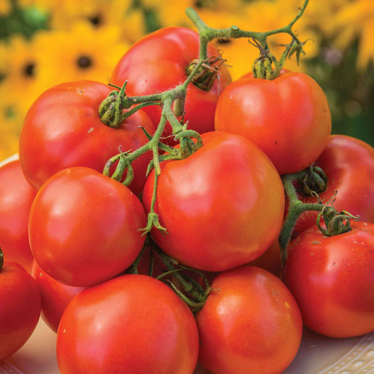 Tomato Seeds 'O Happy Day'