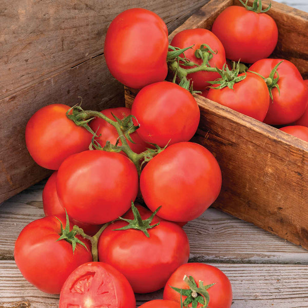 Tomato Seeds 'O Happy Day'