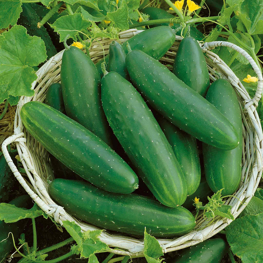 Cucumber Seeds 'Bush Champion' Buy Cucumber Seeds Online Cucumber