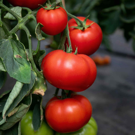 Tomato Seeds 'Big Daddy'