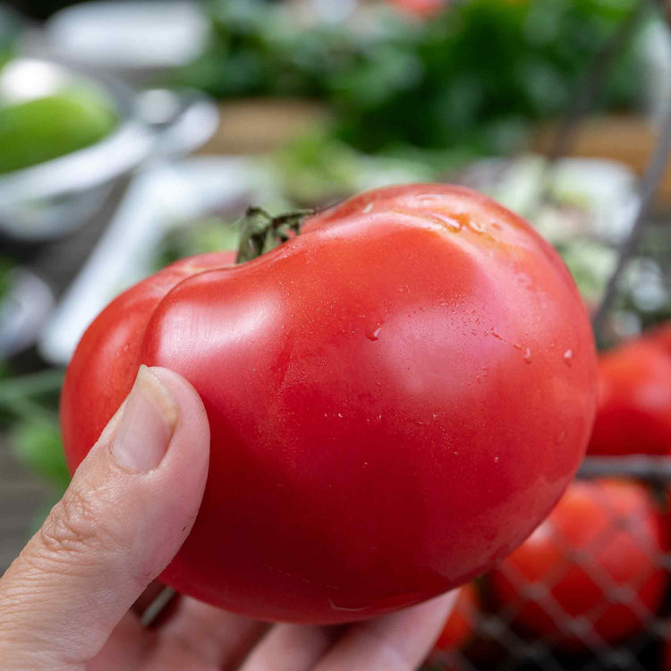 Cordon Tomato Plant 'Big Daddy'