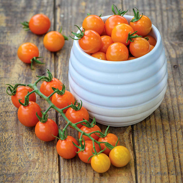 Cordon Tomato Plant 'Honeycomb'