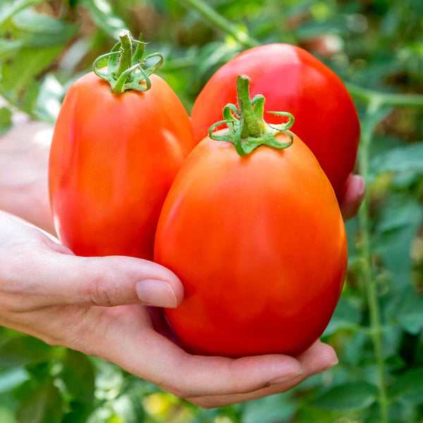 Tomato Seeds 'Super Mama'