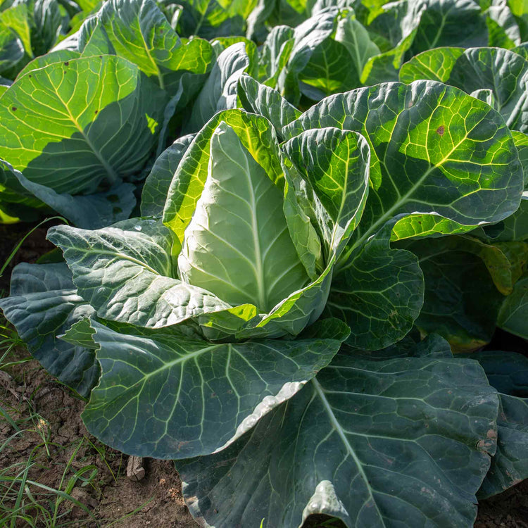 Cabbage Seeds 'Poet' F1