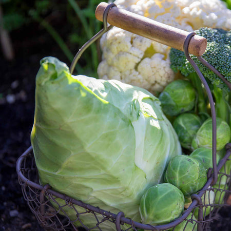 Cabbage Seeds 'Poet' F1