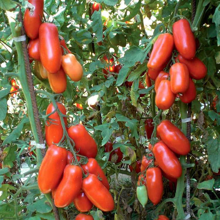 Tomato Seeds 'Giulietta'