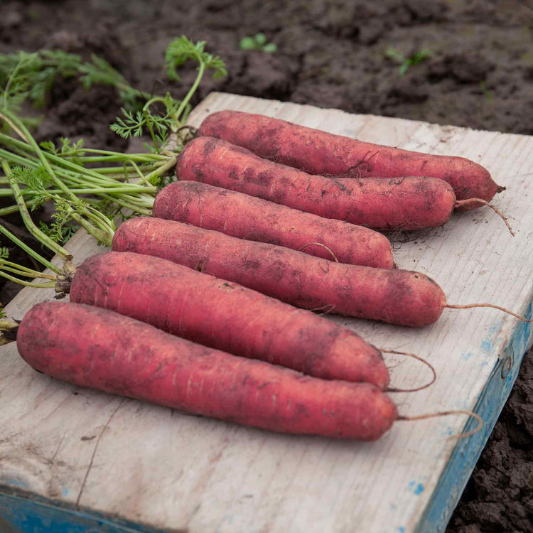 Carrot Seeds 'Red Sun'