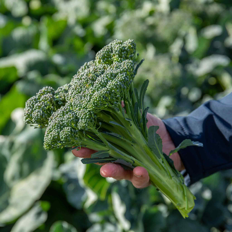 Broccoli Seeds 'Royal Tenderette' F1