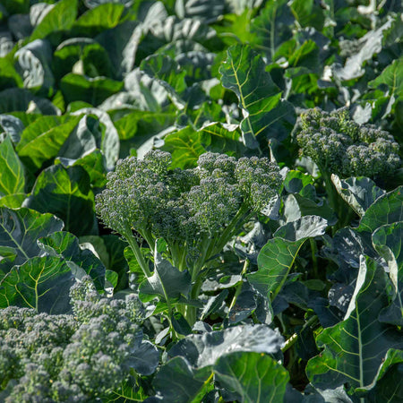 Broccoli Seeds 'Royal Tenderette' F1