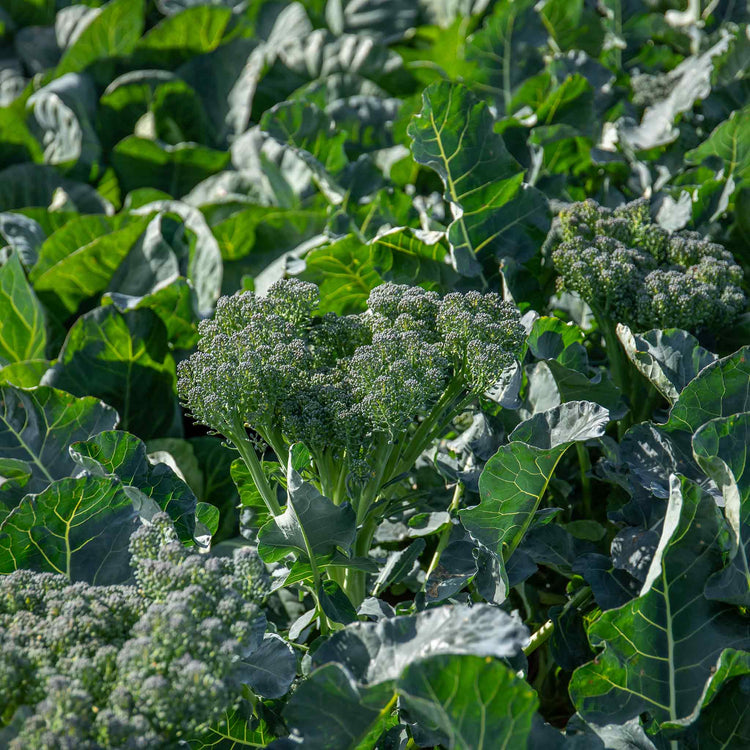 Broccoli Seeds 'Royal Tenderette' F1