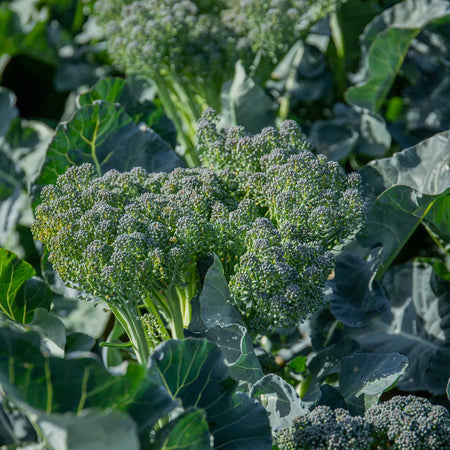 Broccoli Seeds 'Royal Tenderette' F1