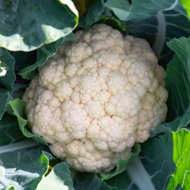 Cauliflower Seeds 'Andromeda'