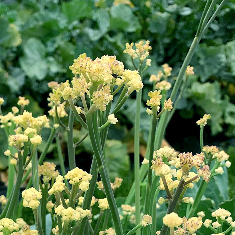 Cauliflower Seeds 'Fioretto'