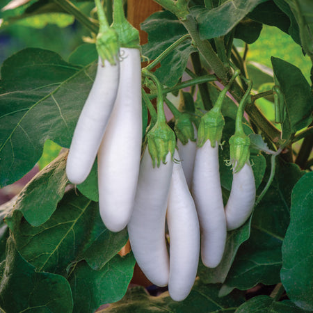 Aubergine Seeds 'Knight Trio Mix'