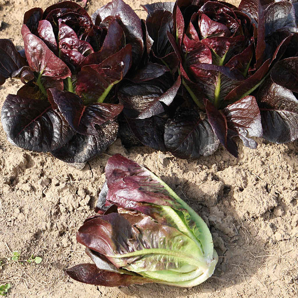 Lettuce Seeds 'Moon Red'