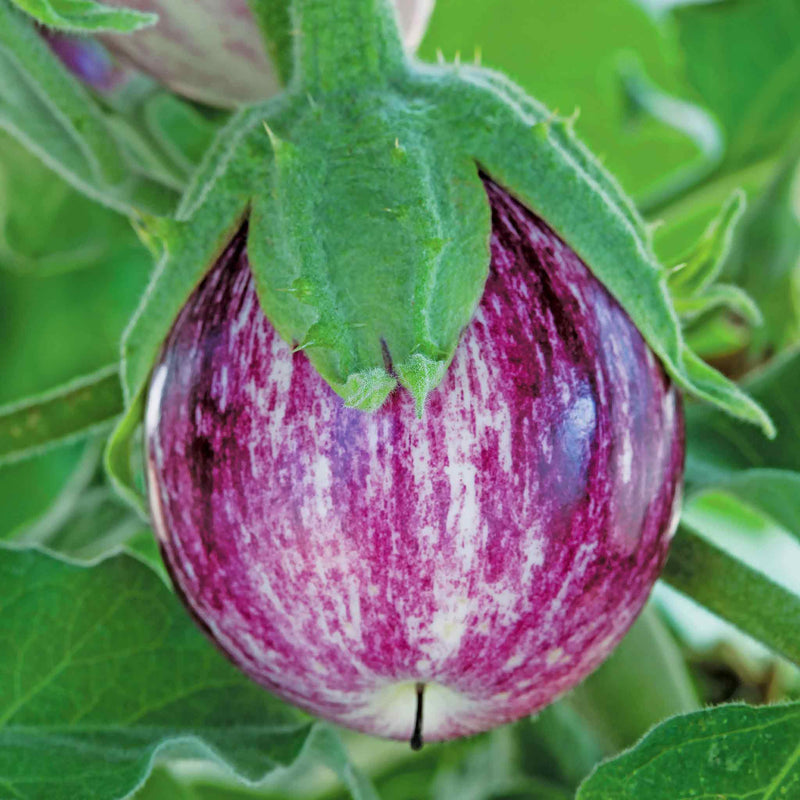 Aubergine Seeds 'Pinstripe'