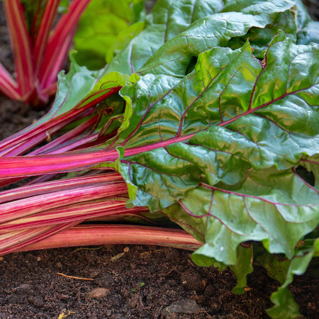 Swiss Chard Seeds 'Rhubarb'