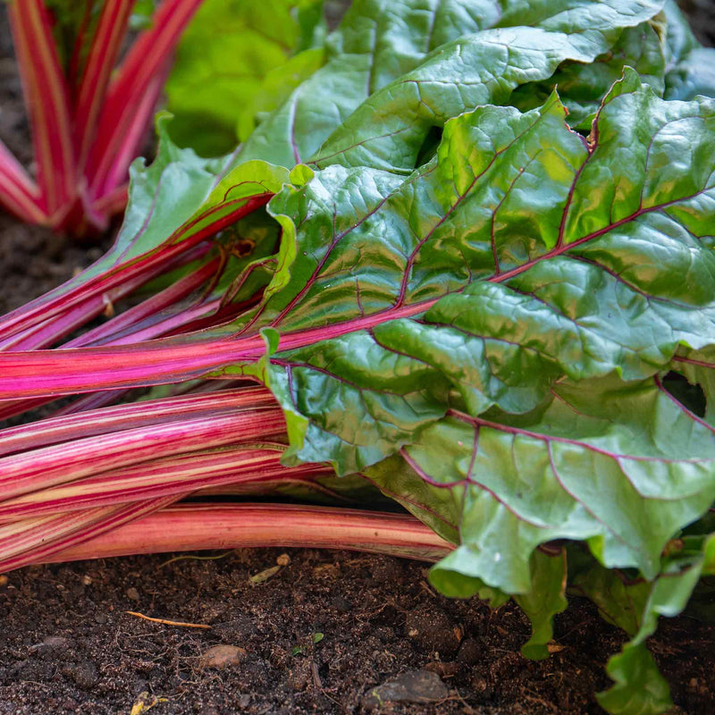 Swiss Chard Seeds 'Rhubarb'