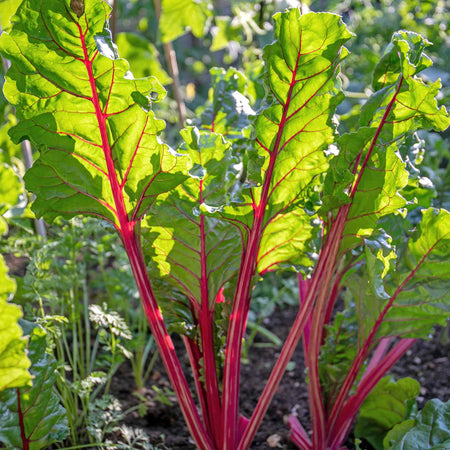 Swiss Chard Seeds 'Rhubarb'