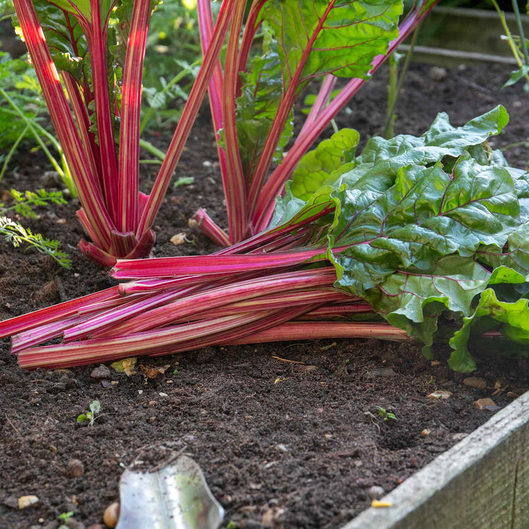 Swiss Chard Seeds 'Rhubarb'