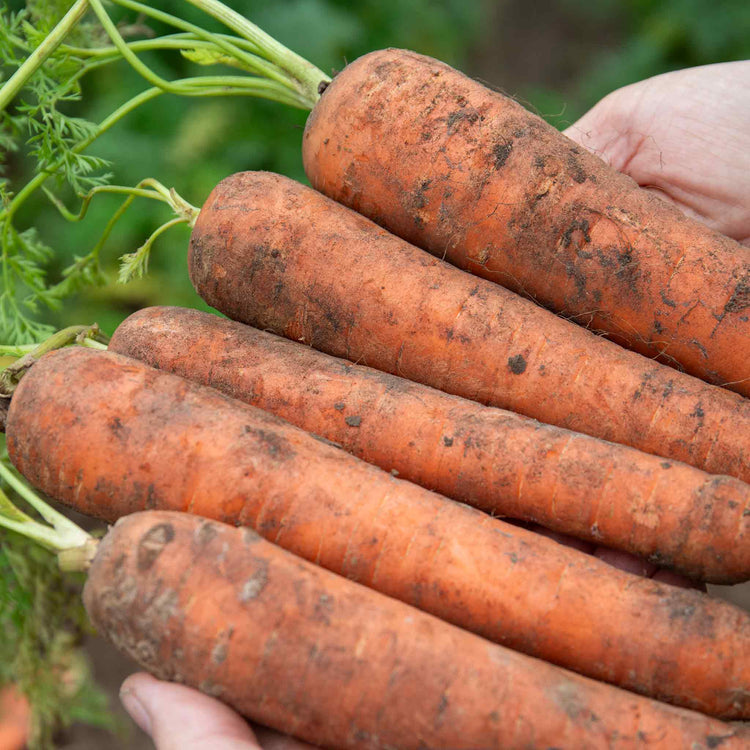 Carrot Seeds 'Bangor'