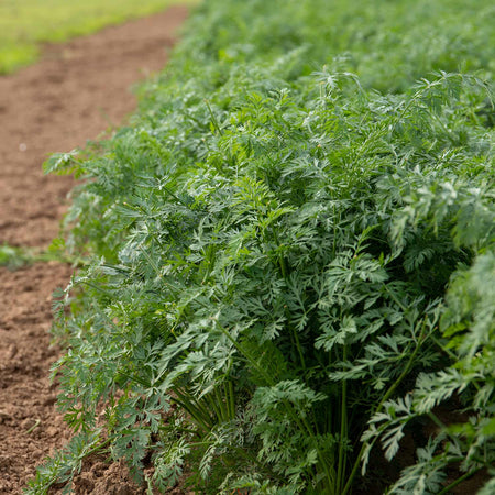 Carrot Seeds 'Bangor'