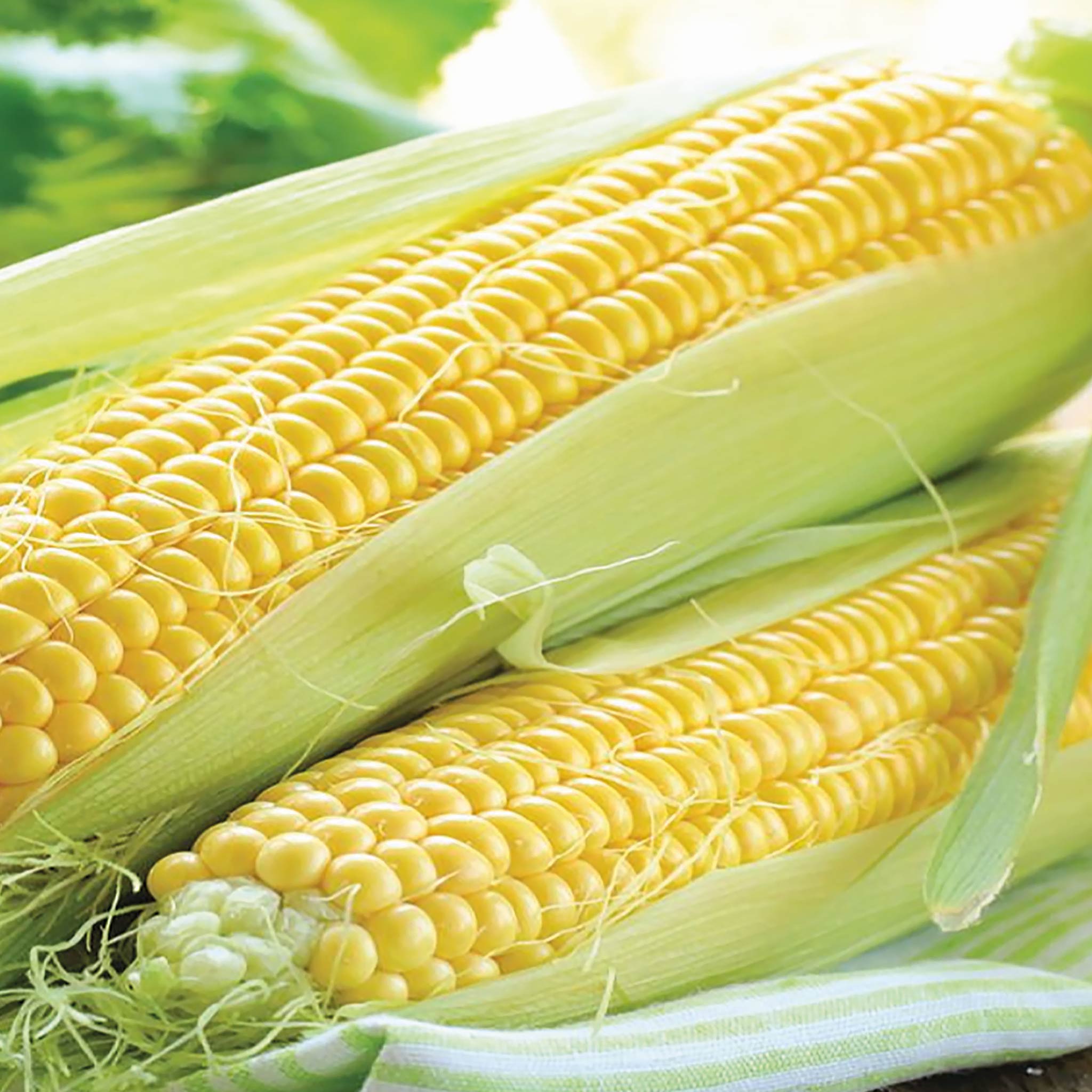 Sweetcorn Seeds 'Rising Sun' | Marshalls Garden