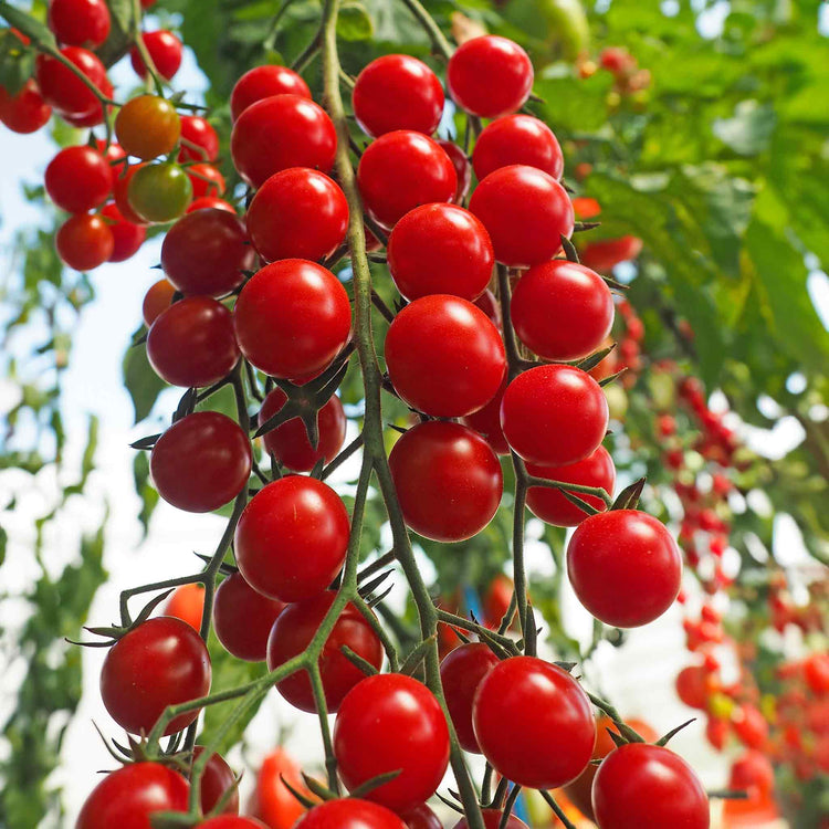 Tomato Seeds 'Crokini'