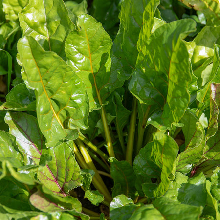 Beetroot Seeds 'Golden Globe'