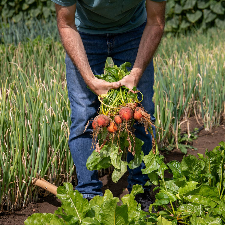 Beetroot Seeds 'Golden Globe'