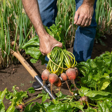 Beetroot Seeds 'Golden Globe'