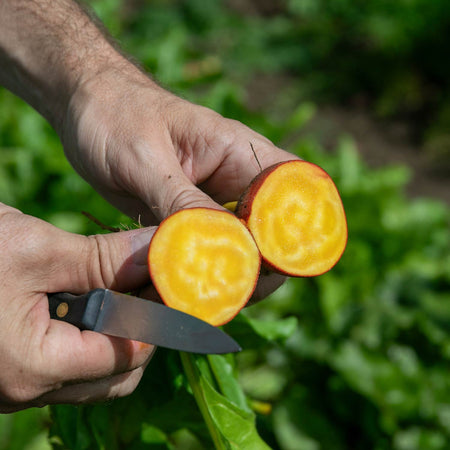 Beetroot Seeds 'Golden Globe'