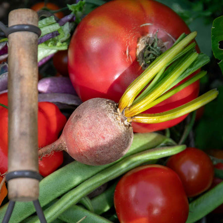 Beetroot Seeds 'Golden Globe'