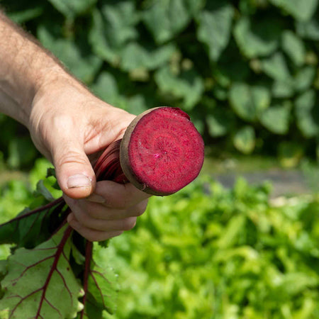 Beetroot Seeds 'Moneta'