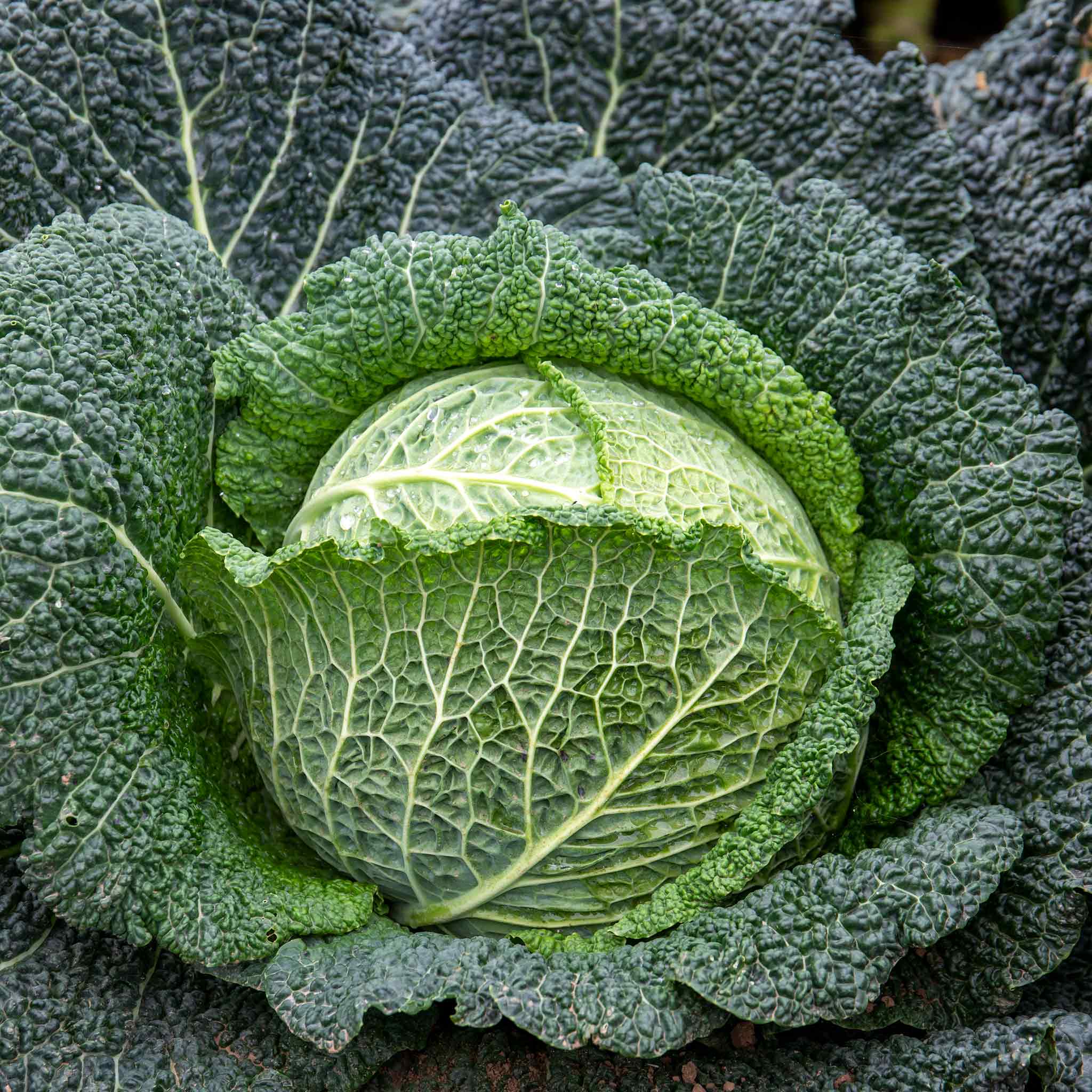 Savoy Cabbage Seeds 'Tourmaline' Buy Savoy Cabbage Seeds Online