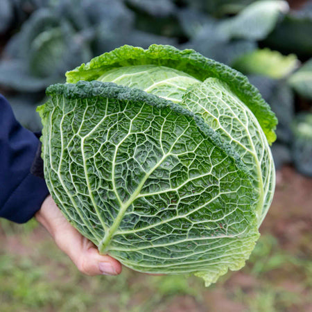 Cabbage Seeds Savoy 'Tourmaline'